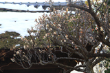 成福寺 白梅と残雪の山門