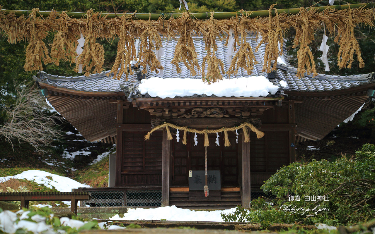 鎌倉 白山神社の百足注連縄 壁紙