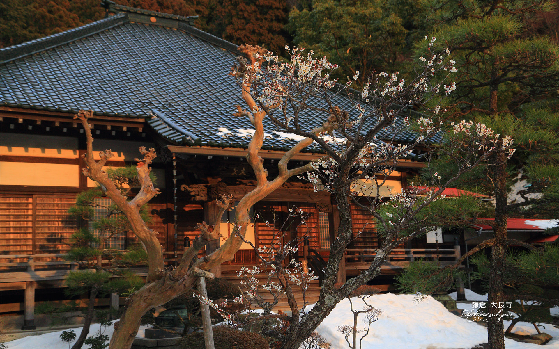 大長寺 白梅と残雪