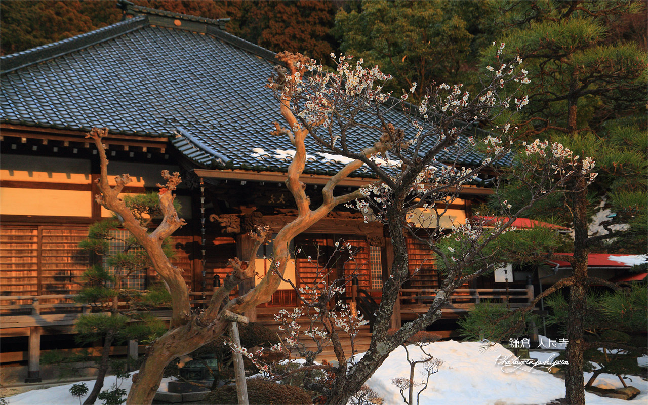 大長寺 白梅と残雪 壁紙