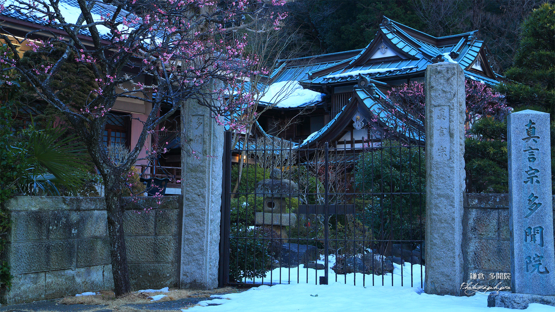 多聞院 残雪と紅梅
