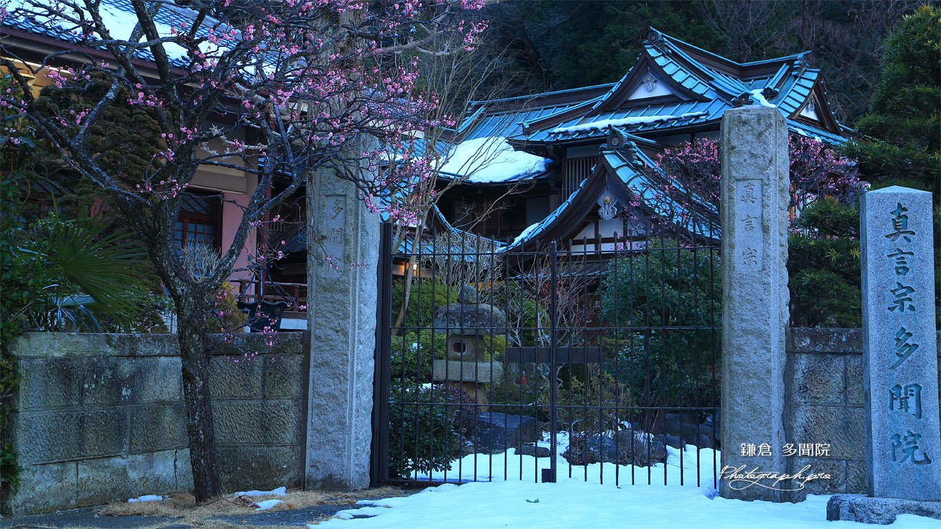 多聞院 残雪と紅梅 壁紙
