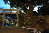 八雲神社（山ノ内） 残雪とクスノキ