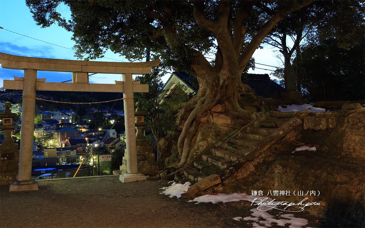 八雲神社（山ノ内） 残雪とクスノキ 壁紙