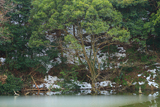 鎌倉 薄氷張る夫婦池