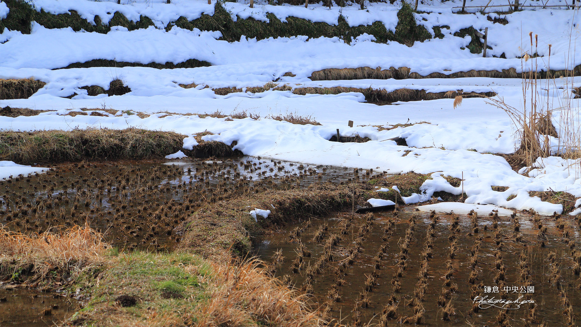 鎌倉中央公園 谷戸田の雪代