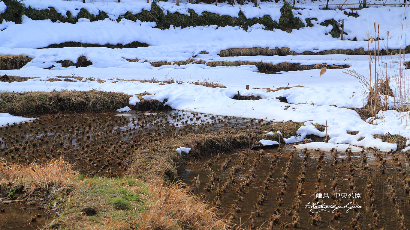 鎌倉中央公園 谷戸田の雪代 壁紙