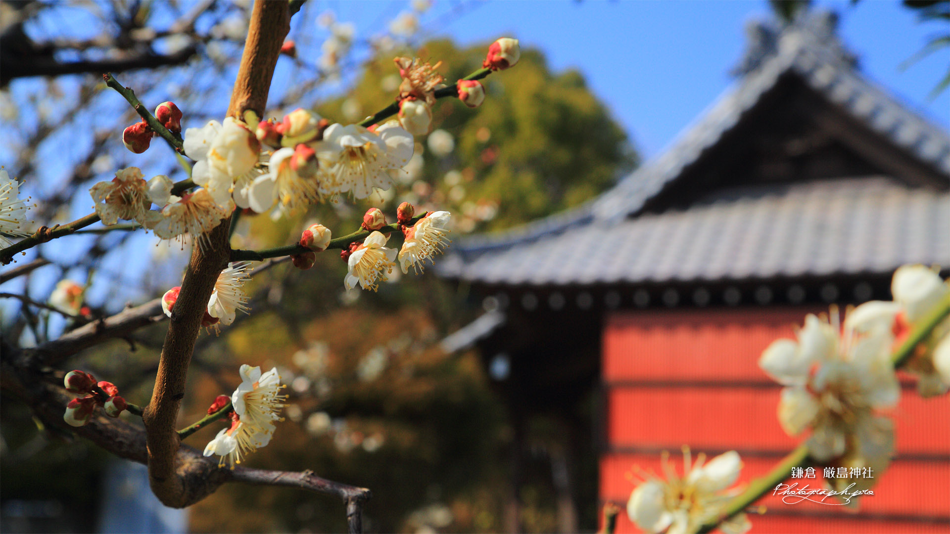 鎌倉 厳島神社の白梅 の壁紙 1920x1080