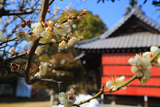 鎌倉 厳島神社の白梅