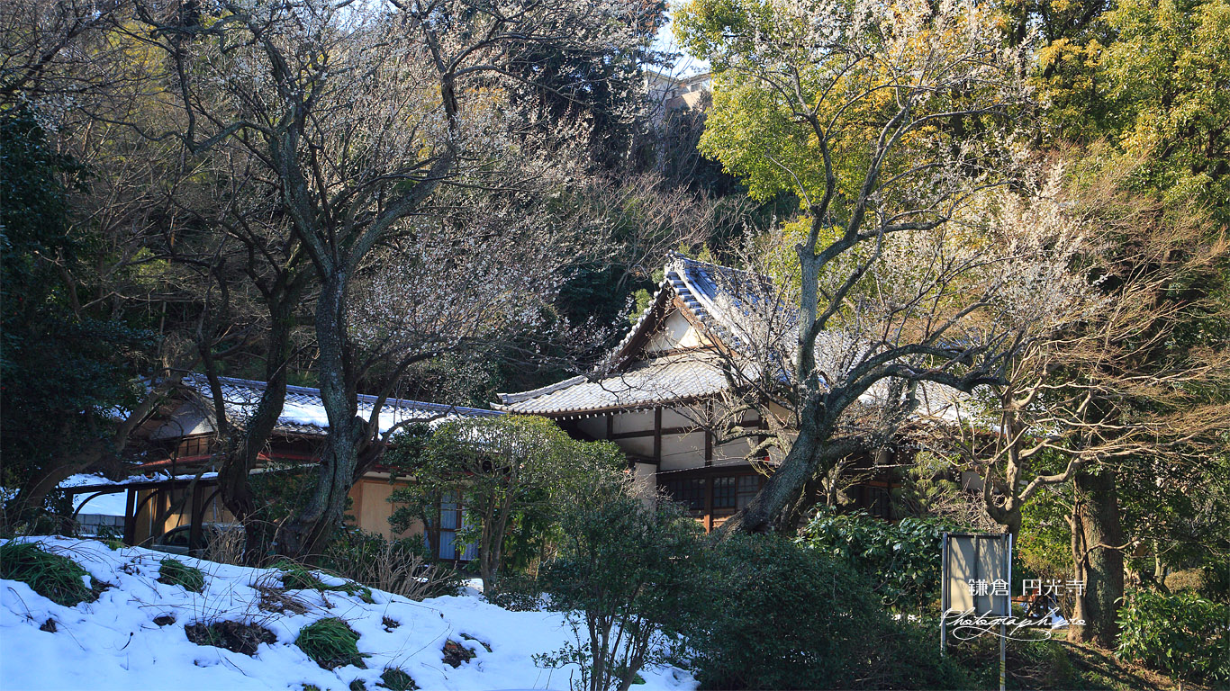 円光寺 白梅と残雪 壁紙