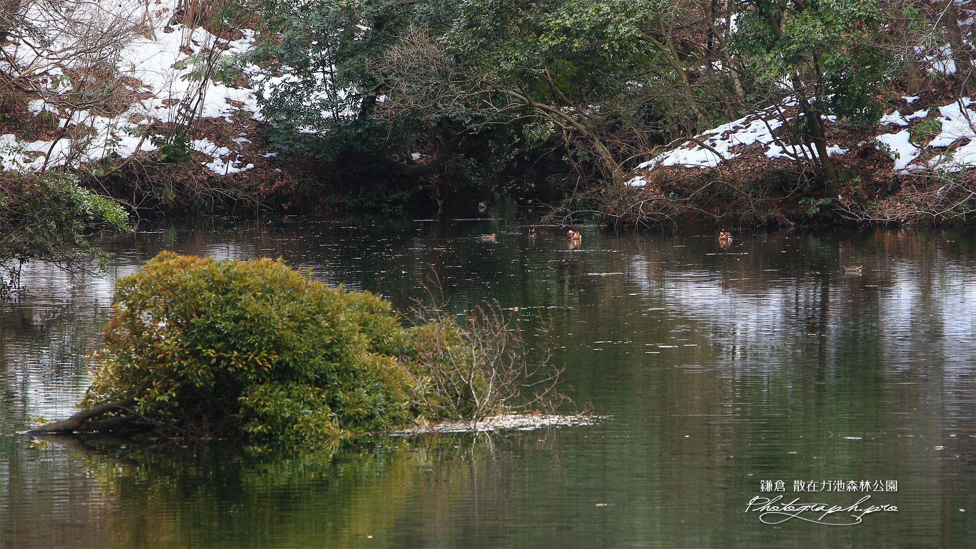 散在ガ池森林公園 オシドリと斑雪