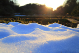 広町緑地の雪ほたる