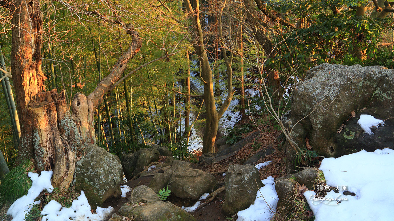 鎌倉 天園の残雪 壁紙