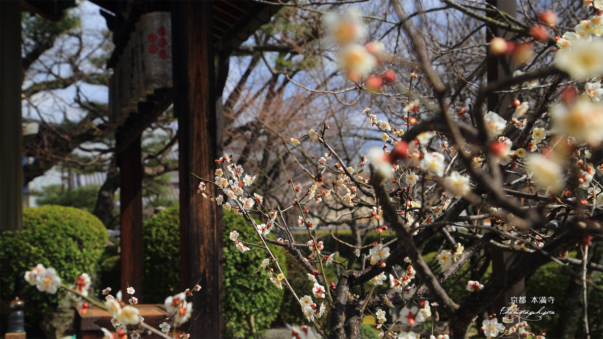 本満寺 白梅と七面堂