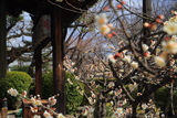 本満寺 白梅と七面堂