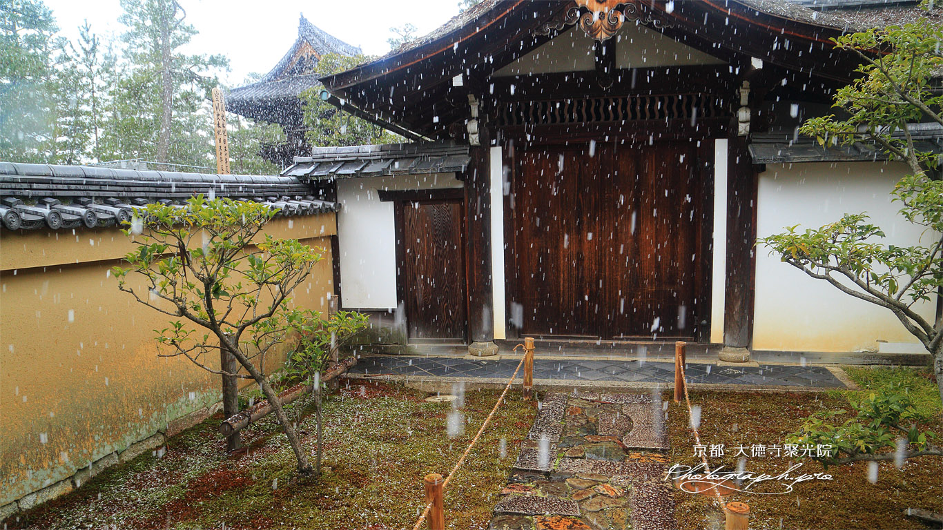 聚光院 雪降る玄関 壁紙