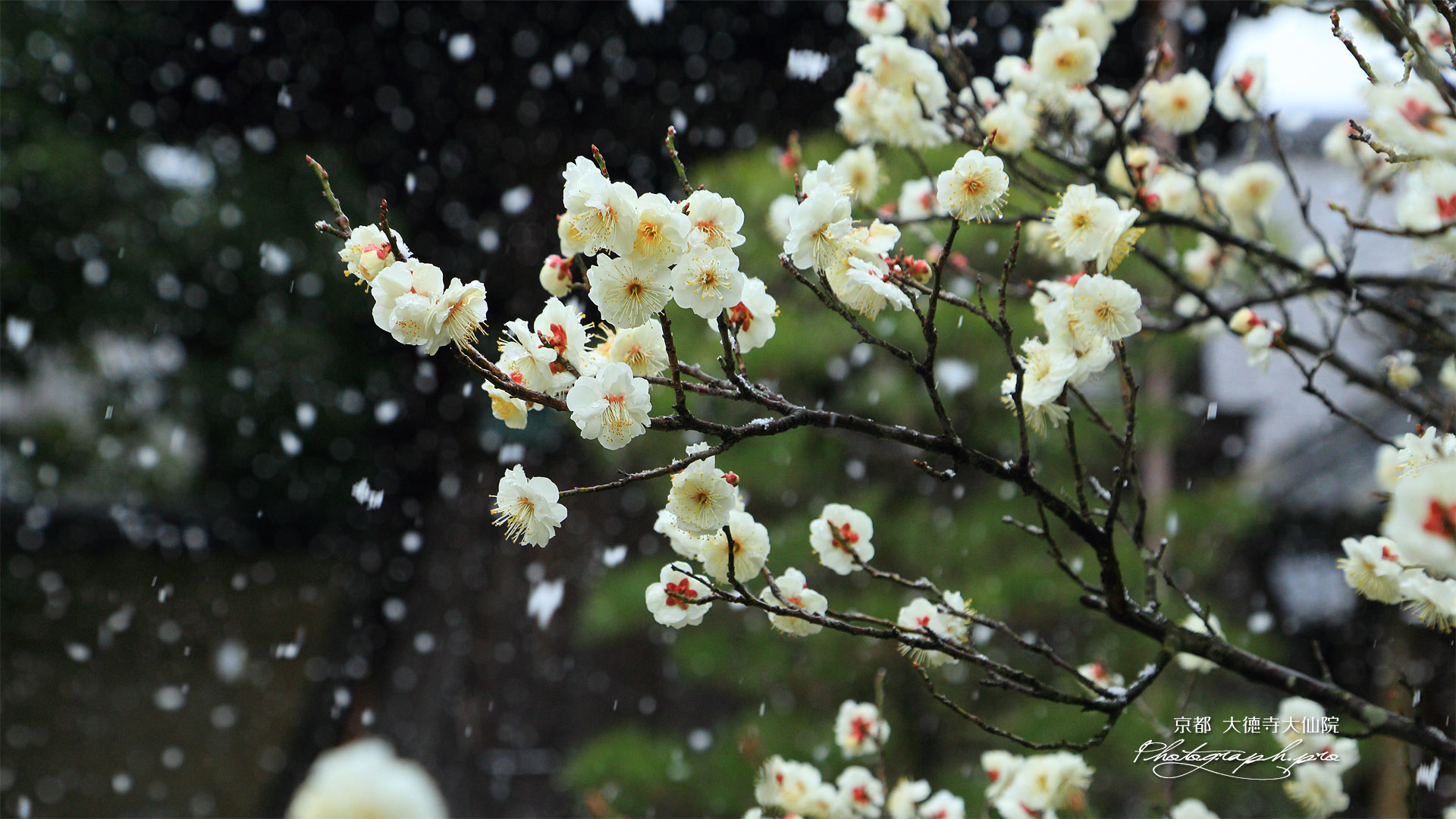 大仙院 わかれ雪と白梅