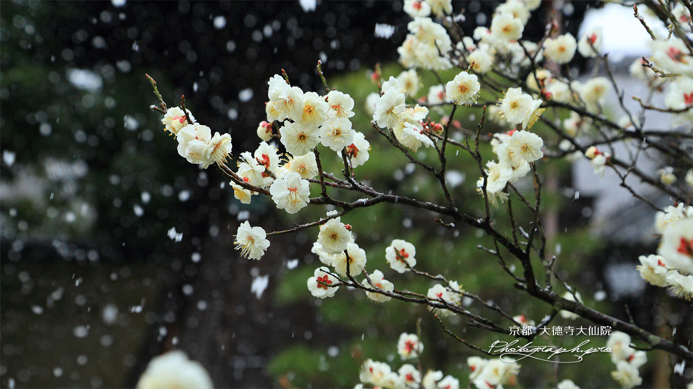 大仙院 わかれ雪と白梅 壁紙