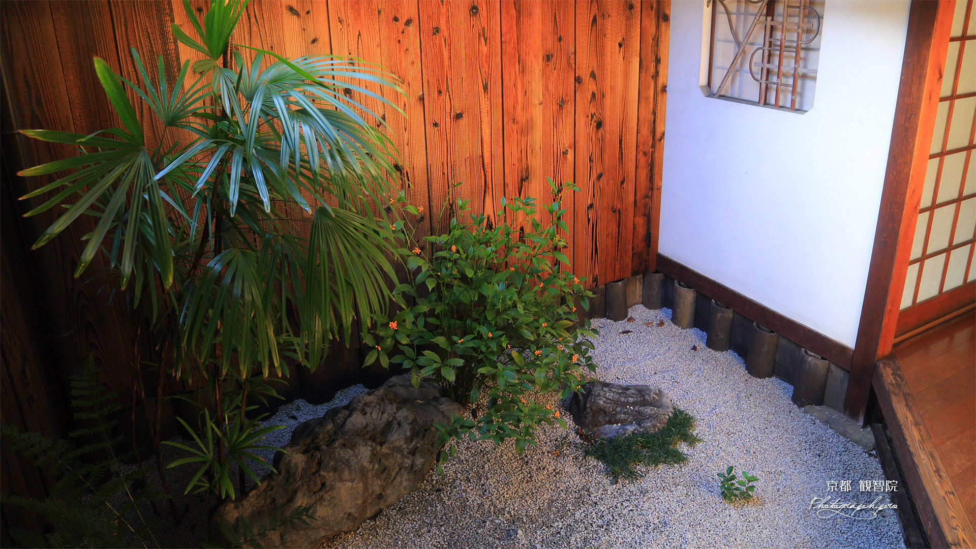 観智院 坪庭のセンリョウ