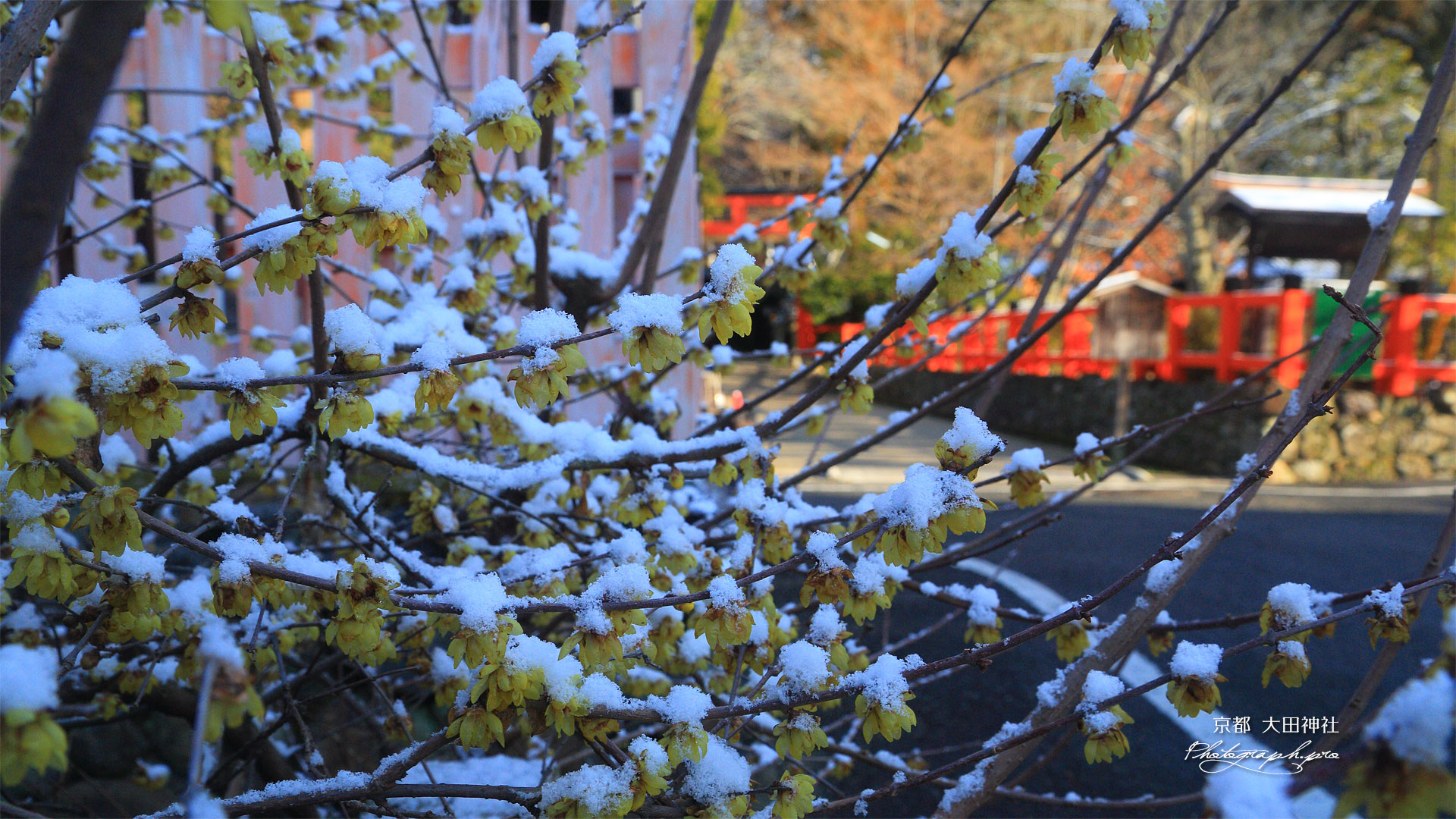 大田神社 福徳社の淡雪蝋梅