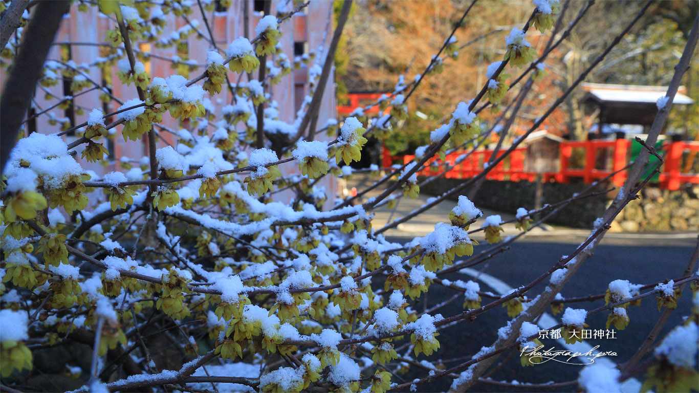 大田神社 福徳社の淡雪蝋梅 壁紙