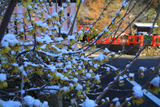 大田神社 福徳社の淡雪蝋梅