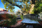 上賀茂社家町 淡雪の藤木社と南天