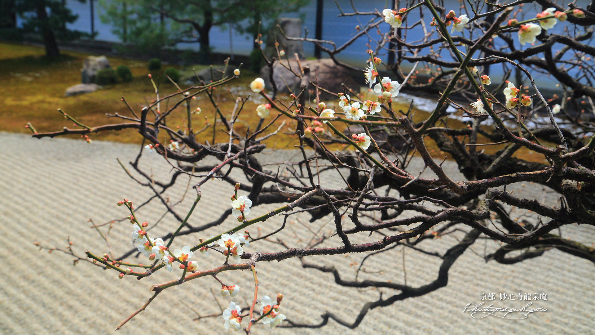 龍泉庵 白梅と方丈庭園