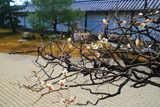 龍泉庵 白梅と方丈庭園