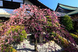 観智院 枝垂れ梅と堂宇