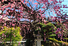 観智院