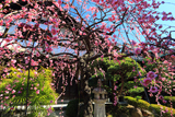 東寺 観智院