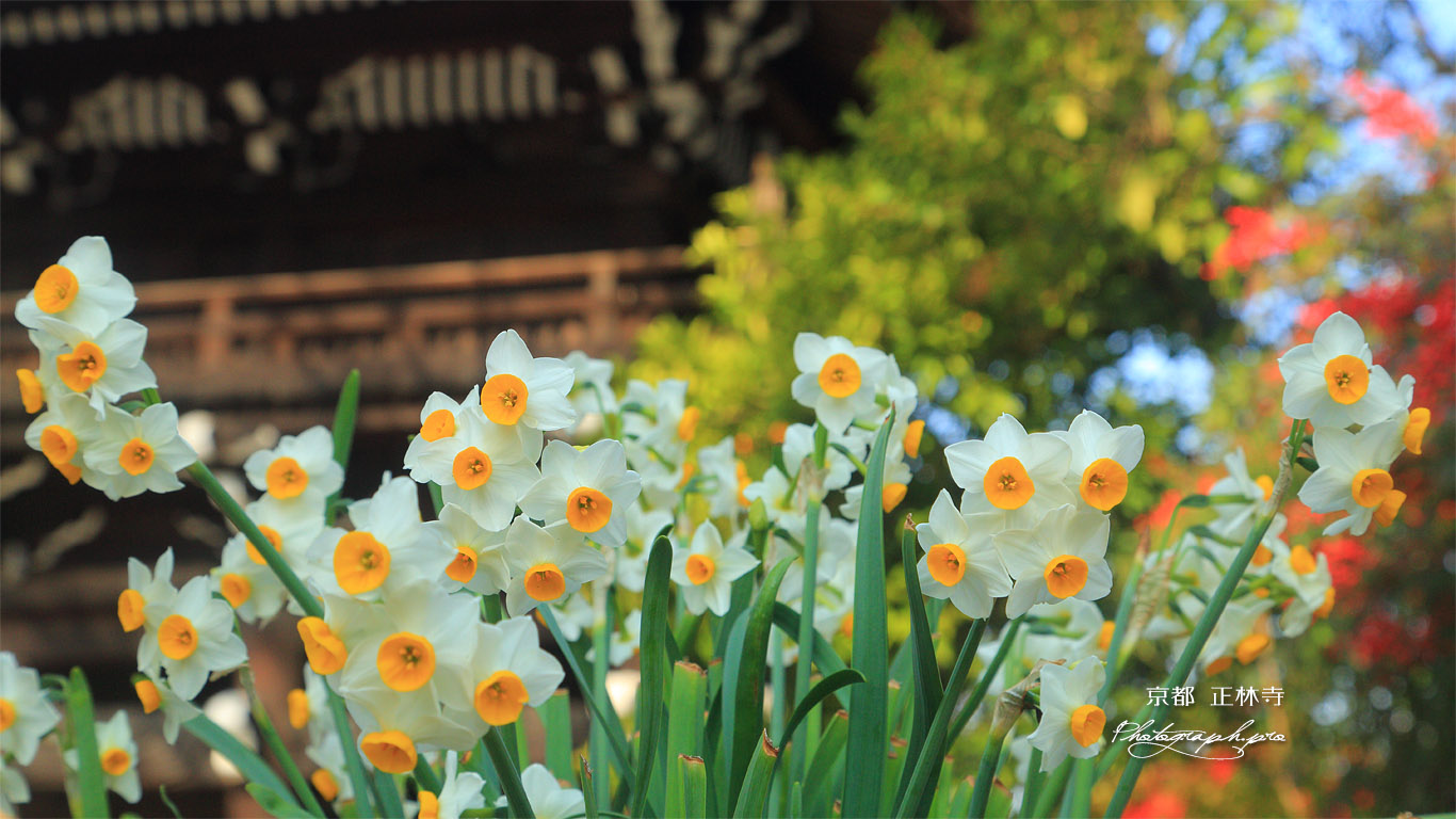 正林寺 水仙と山門 壁紙