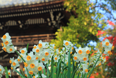 正林寺
