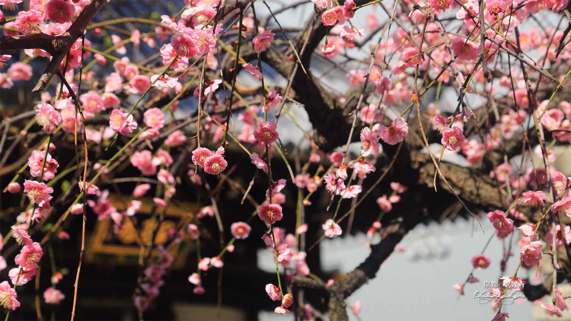本教寺 しだれ梅と妙見堂