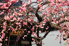 本教寺