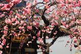 本教寺