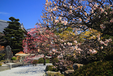 龍雲寺