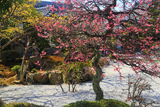 龍雲寺 庭園の紅梅