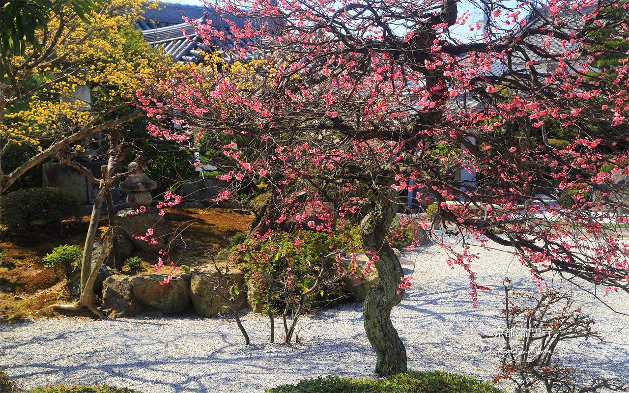龍雲寺 庭園の紅梅 壁紙