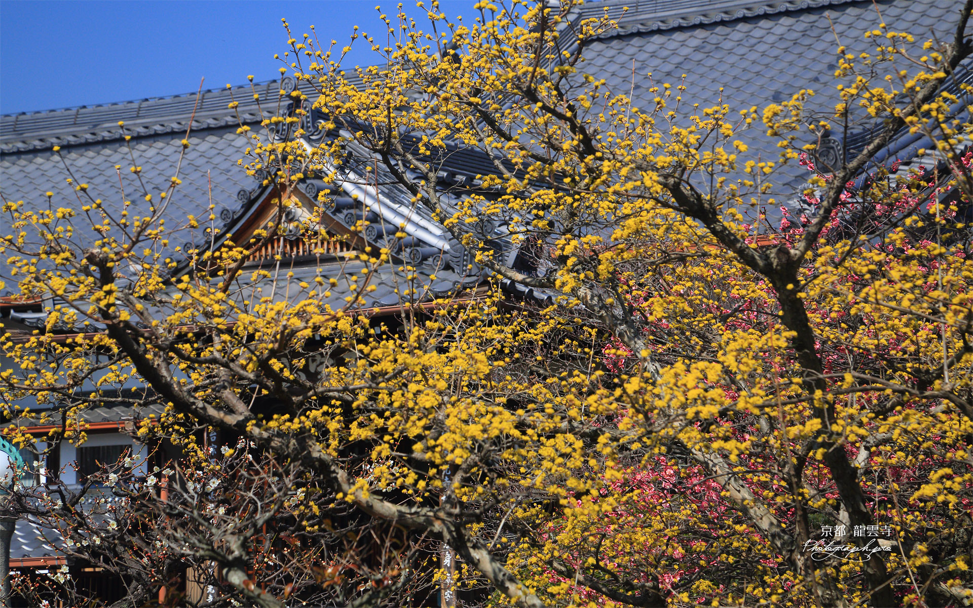 龍雲寺 サンシュユ越しの庫裏