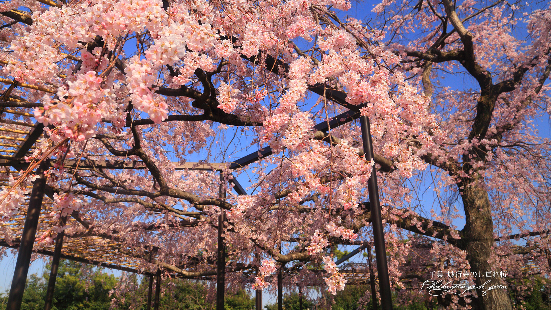 妙行寺のしだれ桜