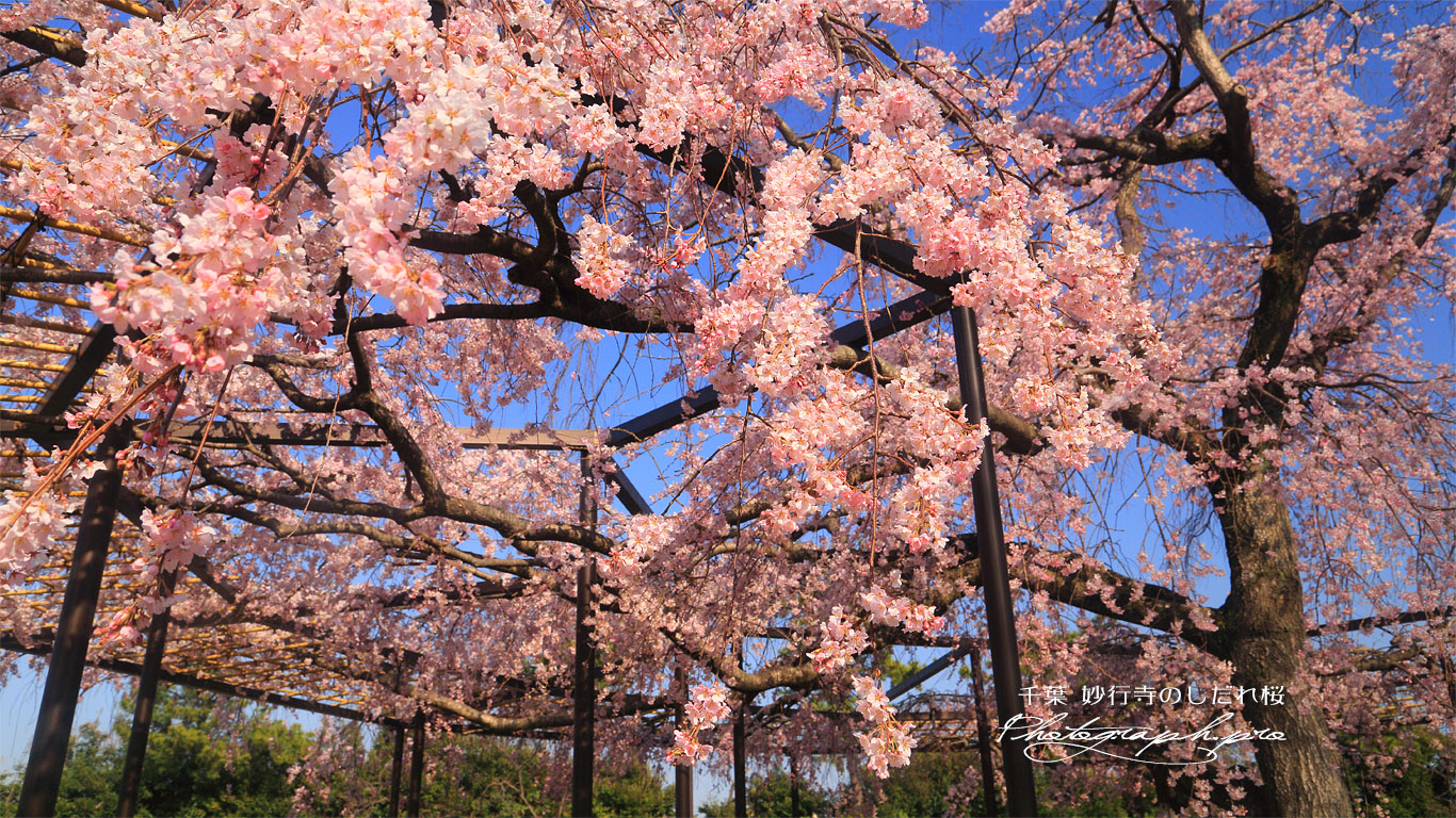 妙行寺のしだれ桜 壁紙