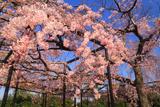 妙行寺のしだれ桜