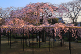 妙行寺のしだれ桜