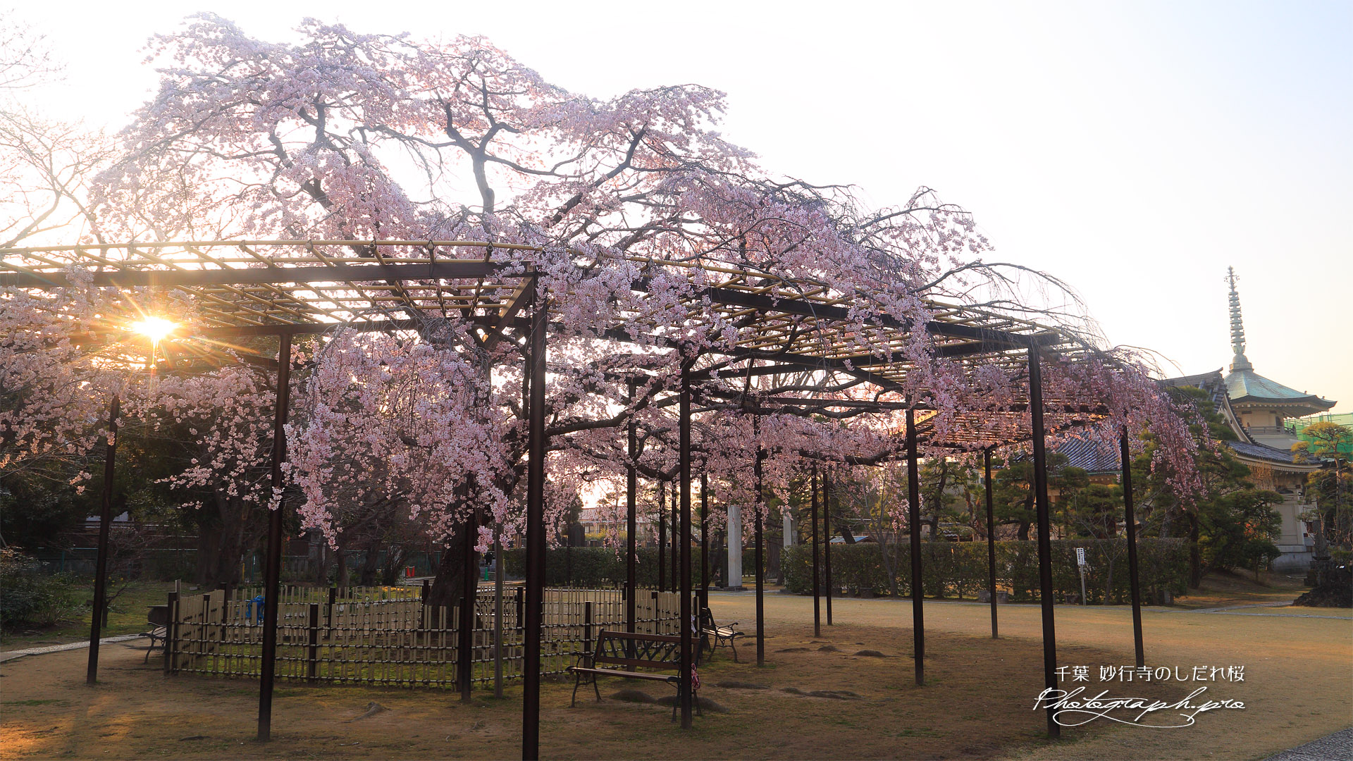 妙行寺のしだれ桜