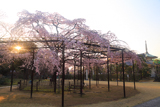 妙行寺のしだれ桜