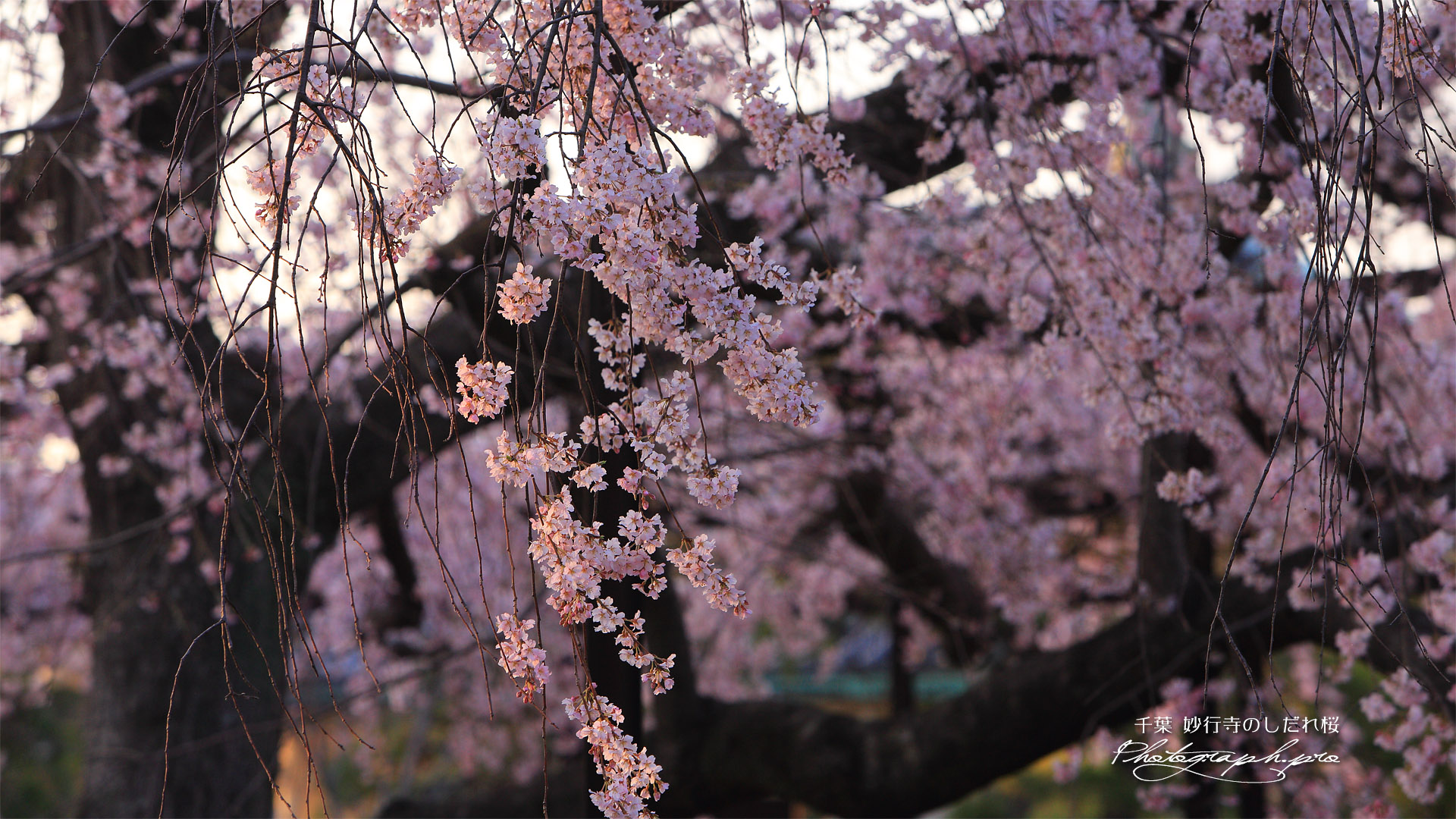 妙行寺のしだれ桜