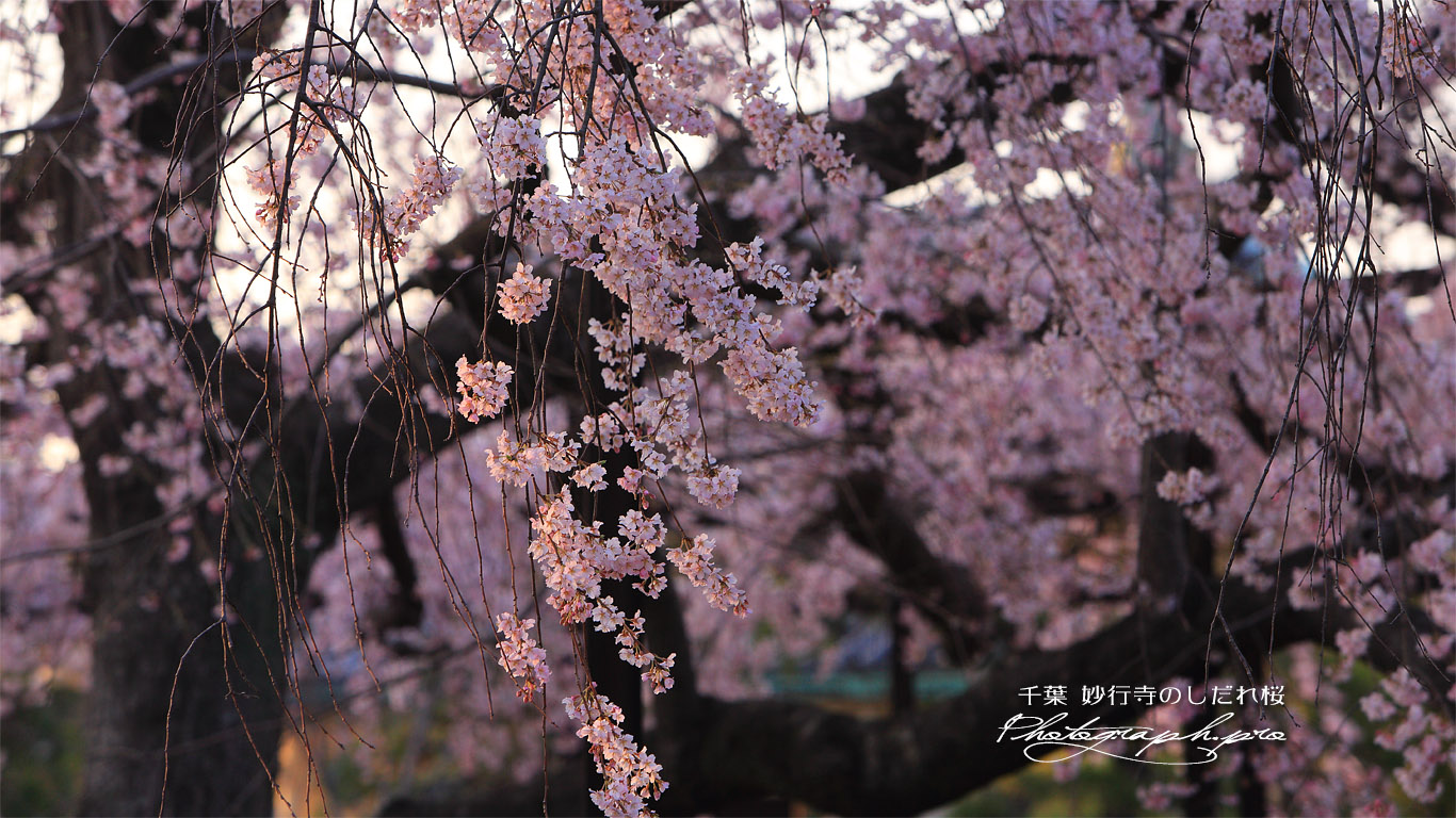 妙行寺のしだれ桜 壁紙
