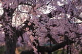 妙行寺のしだれ桜